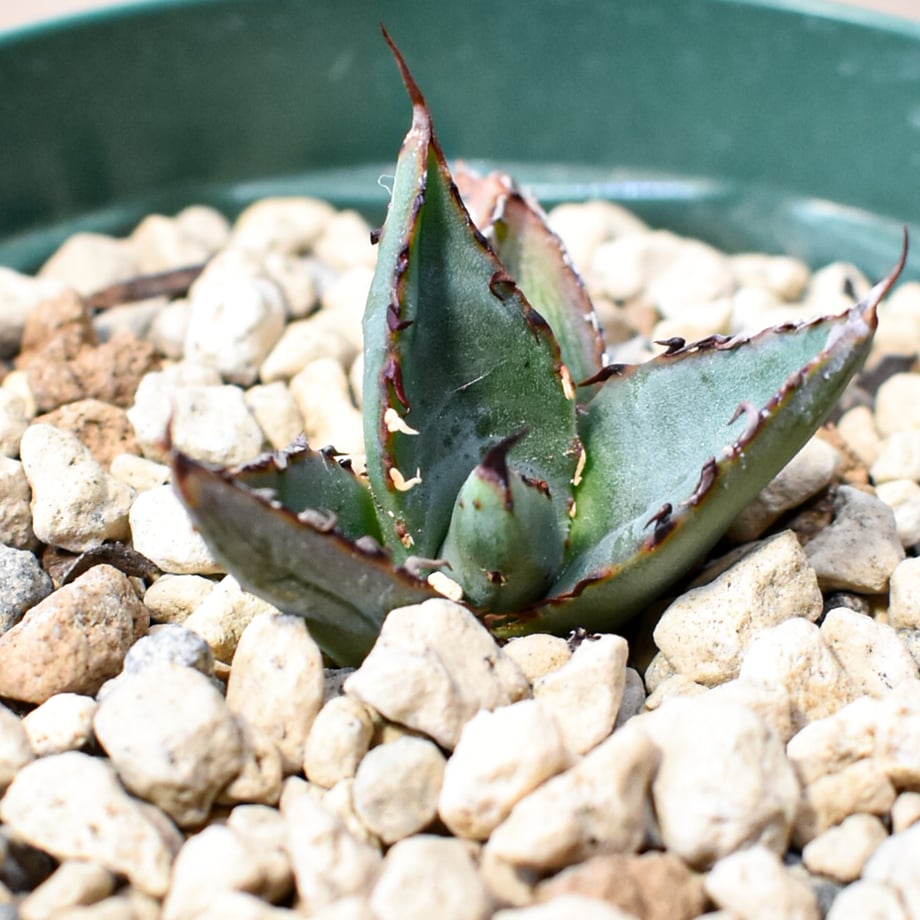 6a481e1be0a19ef146f36e25