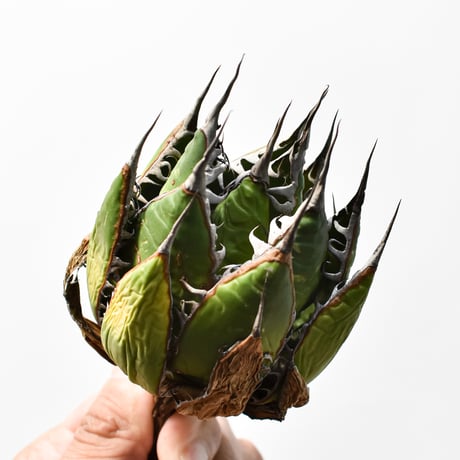 アガベ 精品ホリダ "精品狂刺霍利達"【台湾 dragon agave産/中株/抜き苗】C