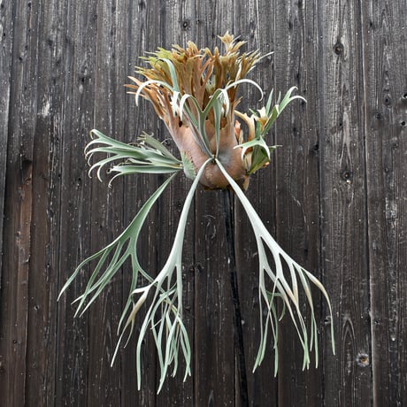 ビカクシダ ウィリンキー×レモイネイ  / Platycerium willinckii ×Lemoinei コウモリラン プラティケリウム【comolebi plants】RFCM-W0022