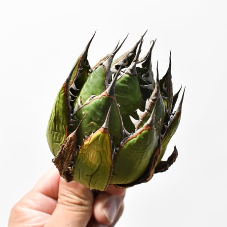 アガベ 精品ホリダ "精品狂刺霍利達"【台湾 dragon agave産/中株/抜き苗】E