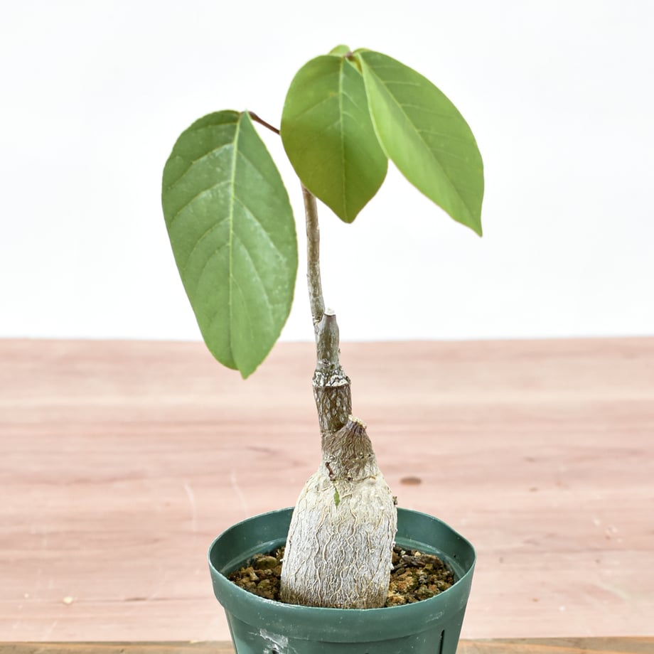 6a7bcd0986f8d4cd8320897a