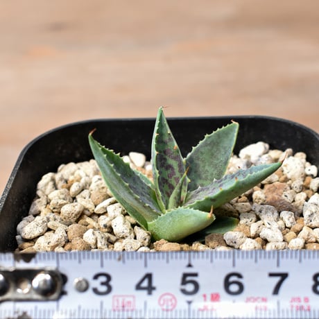 アガベ ハイブリット "邪霊" (特白肌怒雷神×血妖) 【台湾botanical_seeker産】RF25012420