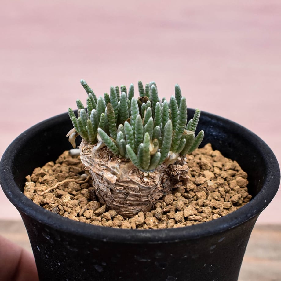 6ab615b60949306ec92d83a5