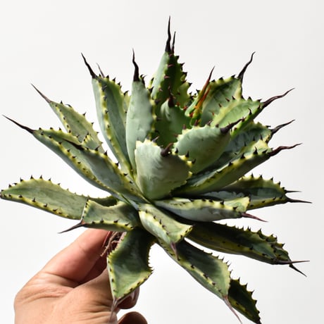 アガベ | STORES