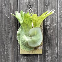 ビカクシダ ネグセ / Platycerium neguse コウモリラン プラティケ