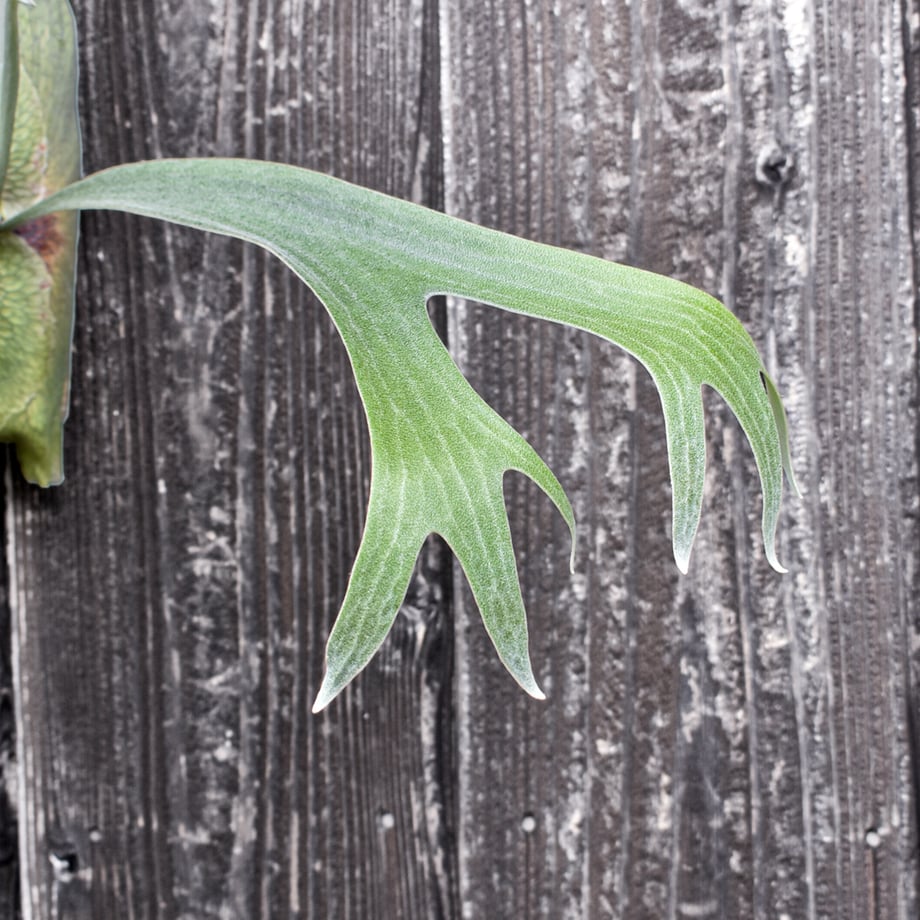 6a51475359de6b405f8b0c52