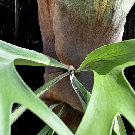 ビカクシダ ヒリーフラフープ / Platycerium hillii hulahoop　 コウモリラン プラティケリウム【comolebi plants】RFCM-W0006