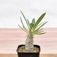 パキポディウム グラキリス  【実生】RFHK-1498