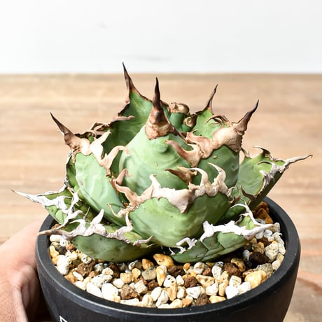 アガベ チタノタ 精品シーザー / 精品凱撒  【台湾 dragon agave産/中株】I