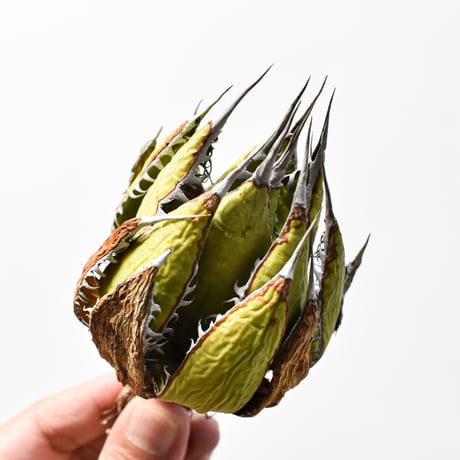 アガベ 精品ホリダ "精品狂刺霍利達"【台湾 dragon agave産/中株/抜き苗】A
