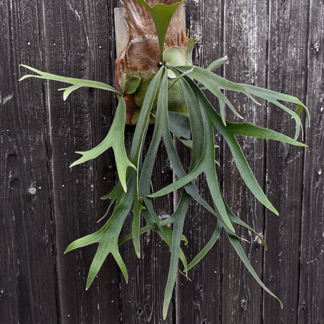 ビカクシダ オナガドリ  / Platycerium Onagadori コウモリラン プラティケリウム【comolebi plants】RFCM-W0021