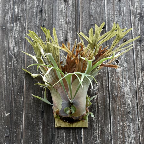 ビカクシダ ベイチー (ARS-I) / Platycerium veitchii 'ARS-I' コウモリラン プラティケリウム【comolebi plants】RFCM-W0015