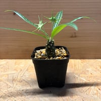 ドルステニア　ランキフォリア