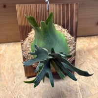 ビカクシダ　ウィリンキー　'ナノ' スポア