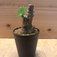 チレコドン　ペアルソニー
