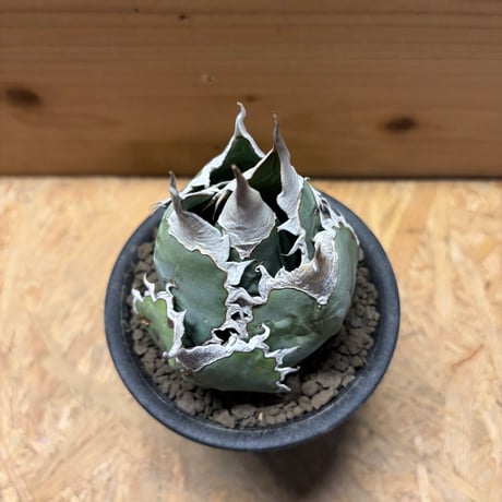 アガベ　オテロイ　オアハカ