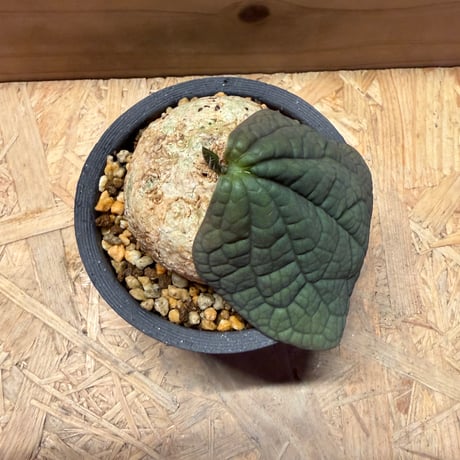 アデニア　オバタ