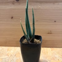 アロエ　スザンナエ