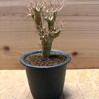 オトンナ　ユーフォルビオイデス