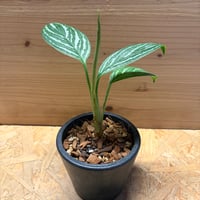アグラオネマ　ニティドゥム　'カーティシー'