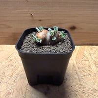 オトンナ　カカリオイデス