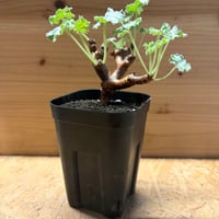 ペラルゴニウム　ミラビレ