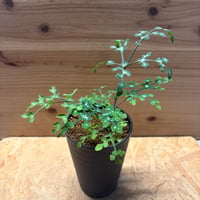 アデニア　ペリエリ