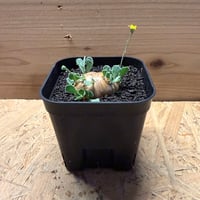 オトンナ　カカリオイデス