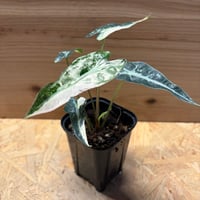 アロカシア　バンビーノ　斑入り