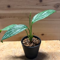 アグラオネマ　ニティドゥム　'カーティシー'