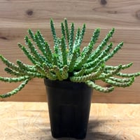 ユーフォルビア　ゴルゴニス