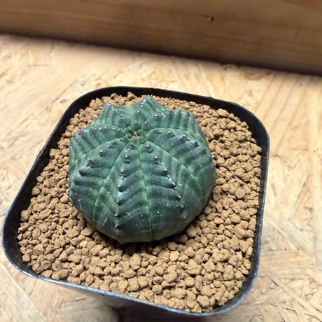 ユーフォルビア　オベサ