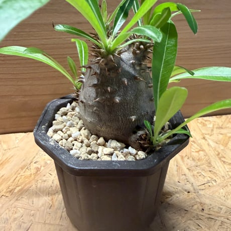 パキポディウム　マカイエンセ