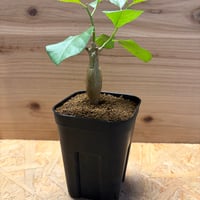 ブルセラ　シュクレテンダリー