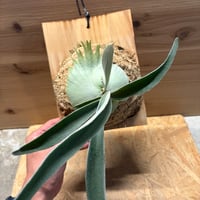 ビカクシダ　ベイチー　ワイルド