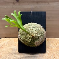 ビカクシダ　リドレイ　シンフォーム