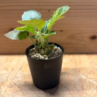 ドルステニア　フォエチダ　斑入り
