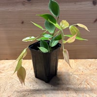 セラトステマ　グアラクイゼンシス　着生ツツジ