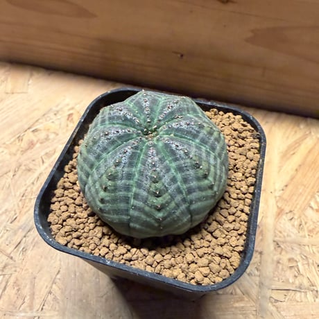ユーフォルビア　オベサ
