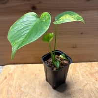 モンステラ　デリシオーサ　'イエローマリリン'