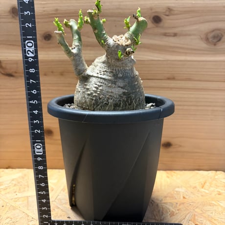 パキポディウム　デカリー