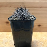 コピアポア　グリセビオラセア