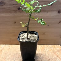 ボスウェリア　サクラ