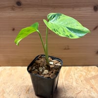 モンステラ　デリシオーサ　'ライトライム'