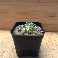 オトンナ　カカリオイデス