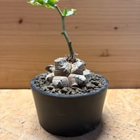 N様専用ディオスコレア　エレファンティペス　亀甲竜