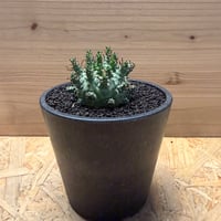 ユーフォルビア　デセプタ