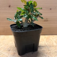 ボスウェリア　ナナ