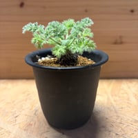 ペラルゴニウム　アッペンディクラツム