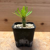 パキポディウム　アンボンゲンセ